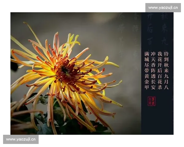 重阳登高赏菊敬老情深传承中华孝道与秋日温情